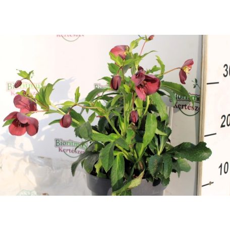 Keleti hunyor Helleborus orientalis Hello Red P17 (2 L