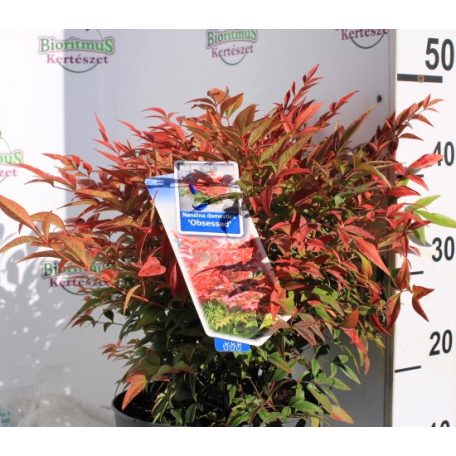 Japán szentfa Nandina domestica Obsessed P23 (5 Ltr)