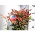 Japán szentfa Nandina domestica Obsessed P23 (5 Ltr)