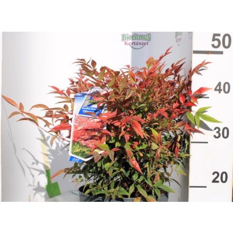 Japán szentfa Nandina domestica Obsessed P23 (5 Ltr)