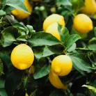 Meyer citrom Citrus lemon Meyer Lemon 9 cm cserép