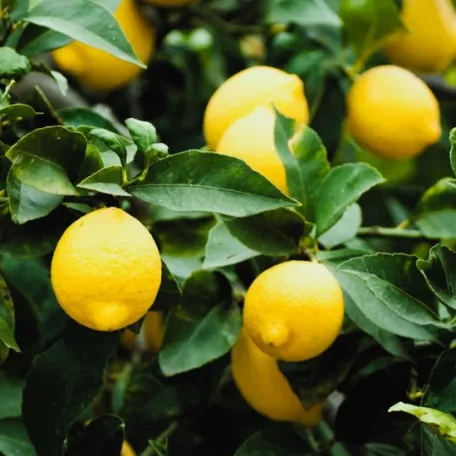 Meyer citrom Citrus lemon Meyer Lemon 9 cm cserép