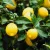 Meyer citrom Citrus lemon Meyer Lemon 9 cm cserép