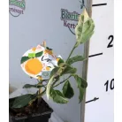 Meyer citrom Citrus lemon Meyer Lemon 9 cm cserép