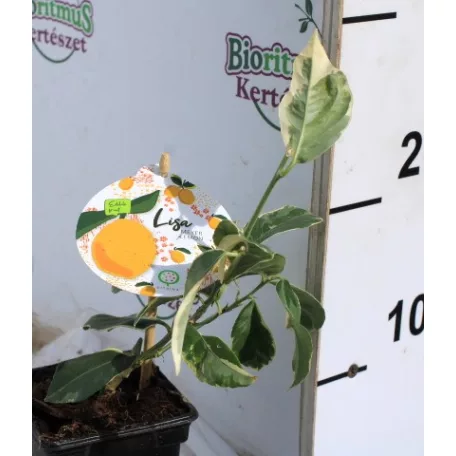 Meyer citrom Citrus lemon Meyer Lemon 9 cm cserép