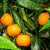 Klementin mandarin Citrus Clementine 21 cm cserép