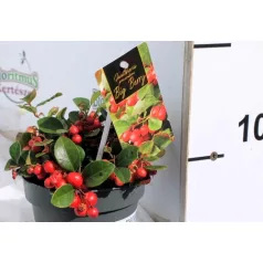   Kúszó fajdbogyó Gaultheria procumbens Big Berry 12 cm cserép