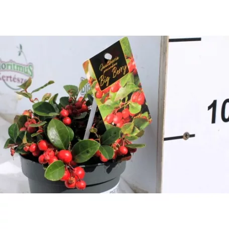Kúszó fajdbogyó Gaultheria procumbens Big Berry 12 cm cserép