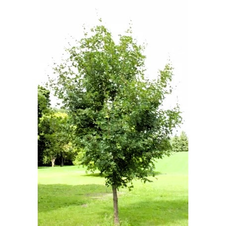 Mezei juhar Acer campestre