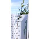 Mezei juhar Acer campestre