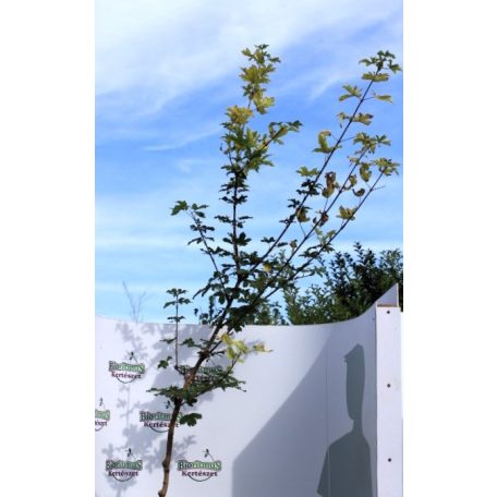 Mezei juhar Acer campestre