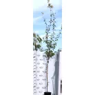 Tatár juhar Acer tataricum