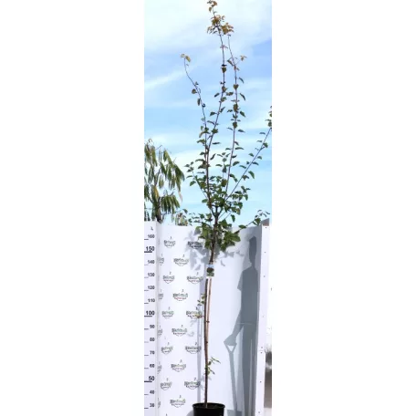 Tatár juhar Acer tataricum