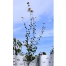 Tatár juhar Acer tataricum