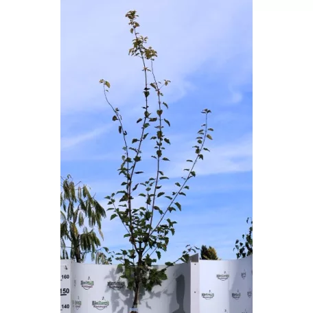Tatár juhar Acer tataricum