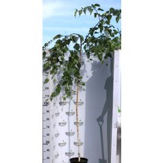 Csüngő himalájai nyír Betula Long trunk