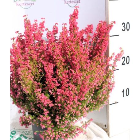 Vékony hanga Erica Gracilis 12 cm cserép
