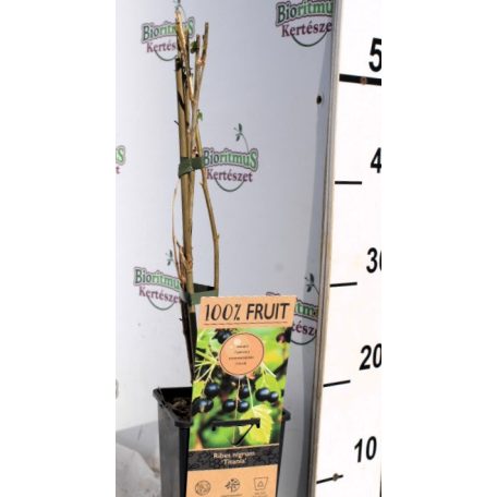 Feketeribizli Ribes nigrum Titania 15 cm cserép