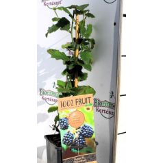   Tüskétlen fekete szeder Rubus fruticosus Thornfree 15 cm cserép