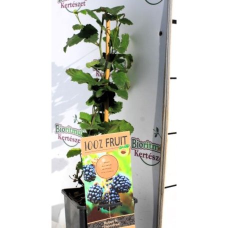 Tüskétlen fekete szeder Rubus fruticosus Thornfree 15 cm cserép