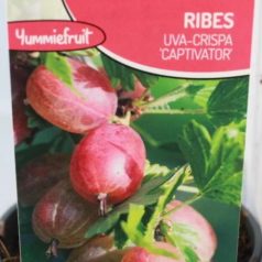 Piros egres Ribes Captivator 15 cm cserép