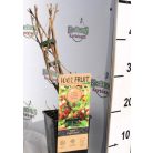 Piros egres Ribes Captivator 15 cm cserép