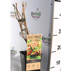 Piros egres Ribes Captivator 15 cm cserép