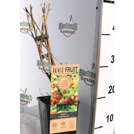 Piros egres Ribes Captivator 15 cm cserép