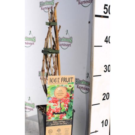 Pirosribizli Ribes rubrum Jonkheer van Tets 15 cm cserép