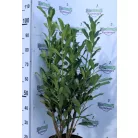 Elly babérmeggy Prunus laurocerasus Elly 7,5Ltr 80/100 cm