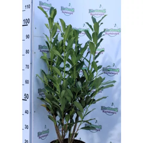 Elly babérmeggy Prunus laurocerasus Elly 7,5Ltr 80/100 cm