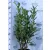 Elly babérmeggy Prunus laurocerasus Elly 7,5Ltr 80/100 cm