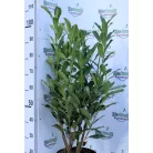 Elly babérmeggy Prunus laurocerasus Elly 7,5Ltr 80/100 cm