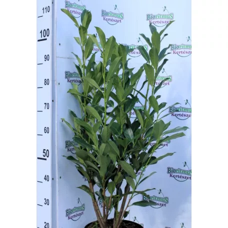 Elly babérmeggy Prunus laurocerasus Elly 7,5Ltr 80/100 cm