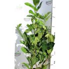 Rotundifolia babérmeggy Prunus laurocerasus Rotundifolia 3 Ltr.