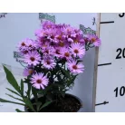 Évelő őszirózsa Aster d. Herbstgruss von Bresserhof 14 cm