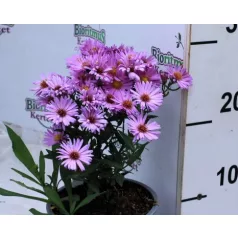   Évelő őszirózsa Aster d. Herbstgruss von Bresserhof 14 cm