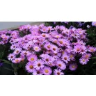 Évelő őszirózsa Aster d. Herbstgruss von Bresserhof 14 cm