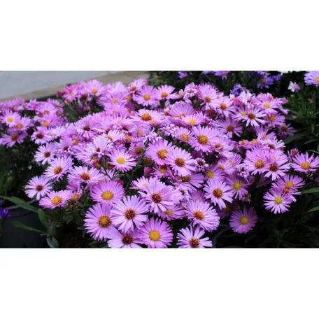 Évelő őszirózsa Aster d. Herbstgruss von Bresserhof 14 cm