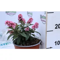   Törpe nyáriorgona, rózsaszín Buddleja Butterfly Candy Little Pink 17 cm cs