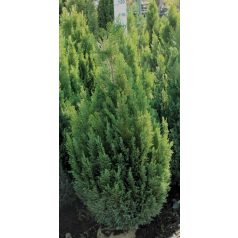   Oregoni hamisciprus Cham. law. Ellwood's Empire FL 100-125