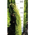 Karcsú olasz ciprus (Karcsú európai ciprus) Cupressus semp. 'Totem' FL 80-100