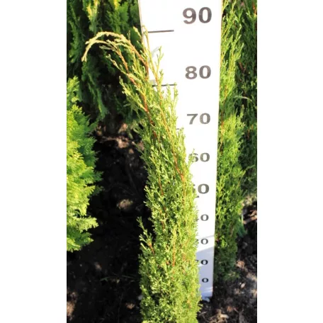 Karcsú olasz ciprus (Karcsú európai ciprus) Cupressus semp. 'Totem' FL 80-100