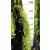 Karcsú olasz ciprus (Karcsú európai ciprus) Cupressus semp. 'Totem' FL 80-100