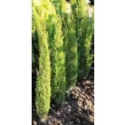 Karcsú olasz ciprus (Karcsú európai ciprus) Cupressus semp. 'Totem' FL 80-100