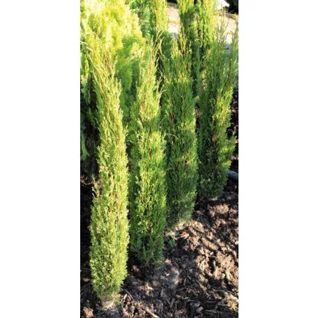Karcsú olasz ciprus (Karcsú európai ciprus) Cupressus semp. 'Totem' FL 80-100