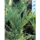 Szürke (virginiai) boróka Juniperus virginiana 'Grey Owl' FL 80-100