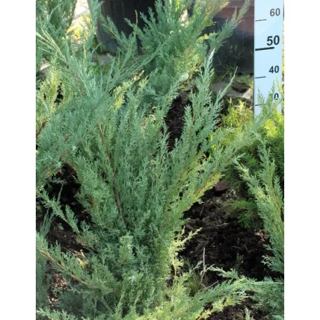 Szürke (virginiai) boróka Juniperus virginiana 'Grey Owl' FL 80-100
