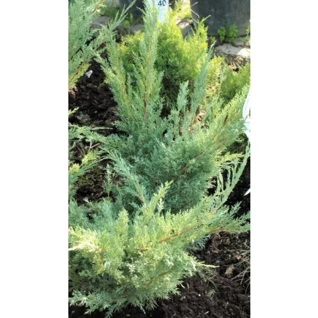 Szürke (virginiai) boróka Juniperus virginiana 'Grey Owl' FL 80-100