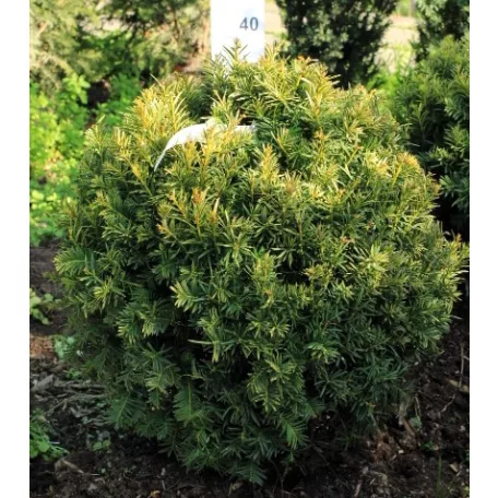 Közönséges arany tiszafa Taxus bacc.Aurea gömbre nyírva FL 30-40